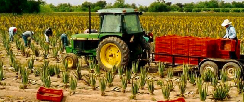Aloe King Sees Demand For Products Grow During COVID-19 Crisis